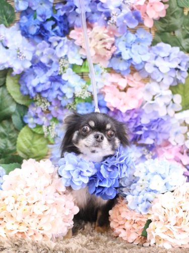 20250604らんまるちゃん